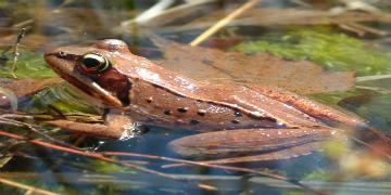 Frog in wetland