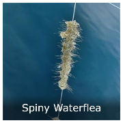 An image of spiny waterflea.  It looks like a hairy grey caterpillar on a string.