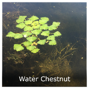 An image of water chestnut floating on top of a body of water.  It has green triangular leaves