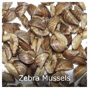 An image of a cluster of zebra mussels.