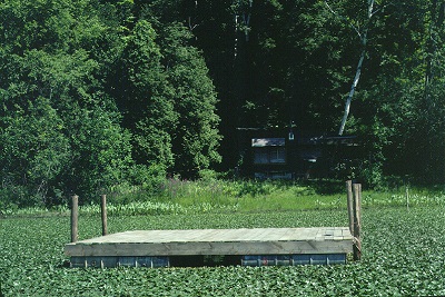 Boat dock surrounded by water chestnut