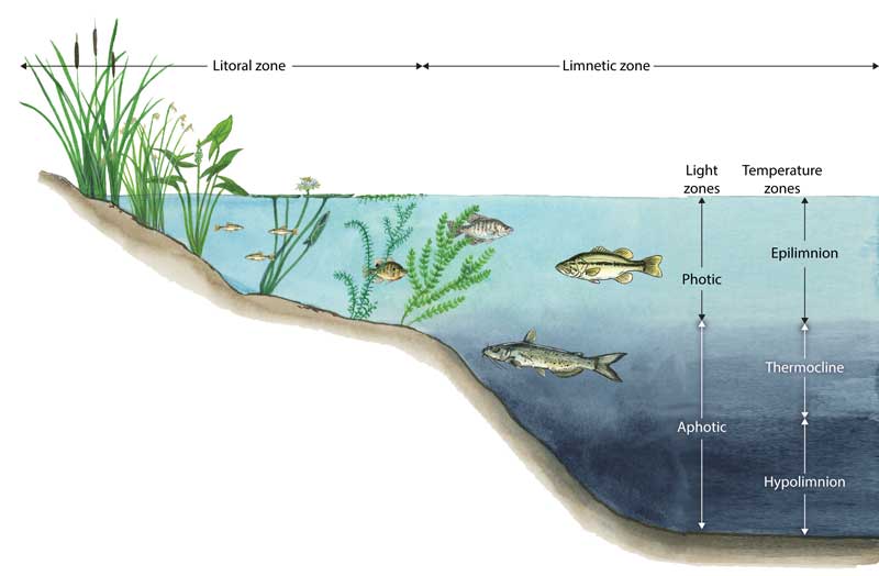 An illustration of a lake showing the littoral zone and the limnetic zone.