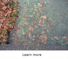 Leaves and water with algae - link to 'Learn More'