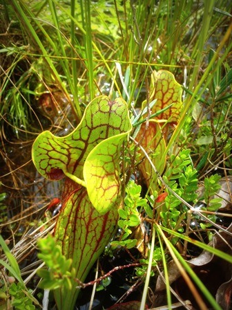 Pitcher Plant.  A green plant with red veins is seen in the center of the photo.
