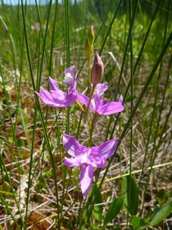Grass Pink - Uncommon State Plant.  A closeup image of a purple flower growing on a grassy background on a sunny day.