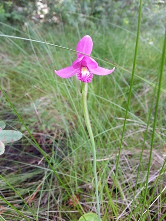 Rose Pogonia - Uncommon State Orchid.  A purple flower in the center of the image with grassy vegetation everywhere else.