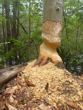 Beaver Work.  A tree is seen.  In the upper part of the photo the tree has grey back but below that the back is chewed off and below that a large part of the trunk of the tree is missing.  Wood chips are seen all over the ground.