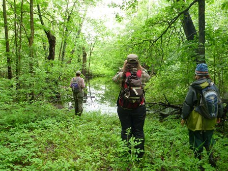 Recreation in Wetlands.  Three people are seen walking through a wooded area.