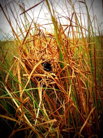 Marsh Wren Nest.  A closeup of some brown grassy vegetation clustered around a dark center.