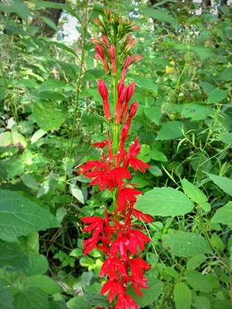 Cardinal Flower in Floodplain Forest.  Green leafy vegetation is seen.  In the center is a tall green spike with many red flowers growing on it.