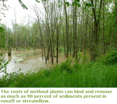Trees standing in Flooded wetland.  In the bottom right corner of the page green grassy vegetation is seen.  Beyond that a large area of tan colored muddy water is seen with thin trees growing out of it.  In the top left a grey sky is seen.