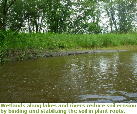 Wetlands along the shore of moving water.  In the foreground brown water is seen.  Then a muddy shoreline with green grassy vegetation behind that and behind that are thin trees.