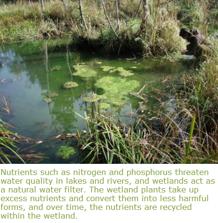 wetlands trapping excess nutrients - algae growth in standing water.  In the center of the image there is dark green water with a mat of floating light green stuff growing in the middle of it.  All around the edge is brown vegetation.