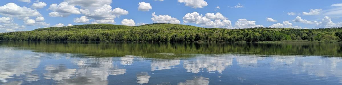 bright green trees on land across a reflective pond on a mostly sunny day in spring