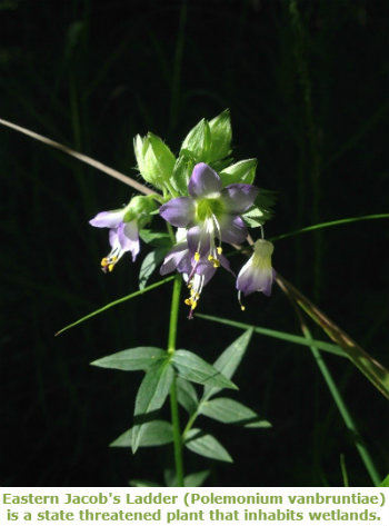 Eastern Jacob's Ladder.  A green stalk with leaves on the bottom and a cluster of flower buds at the top in the center of the picture.  Half of the buds have bloomed into purple and white flowers with five petals.