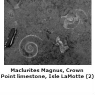 Maclurites, Isle LaMotte
