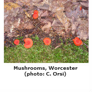 Orange mushrooms
