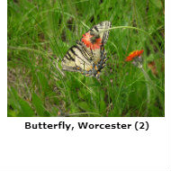 Butterfly in grass field