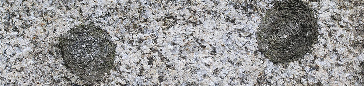 Orbicular granite from Craftsbury, Vermont