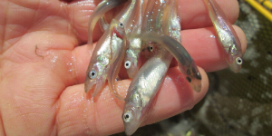 Baby fish held in a hand at a Vermont hatchery