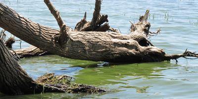 Tree snag in lake with greenish water