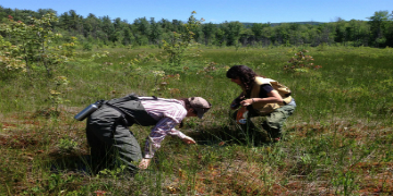 Researchers in wetland