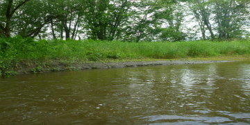 Wetland along shore of river