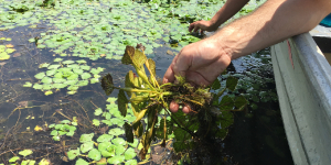 Hand pulling a water chestnut plant.