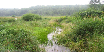 Meadow wetland