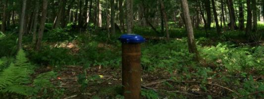 water well cap in wooded area