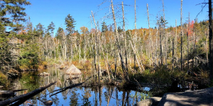 Wetland in fall with blue sky