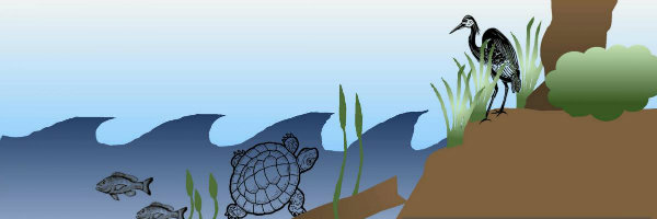 Graphic image of shoreland with turtles, fish, and shorebird
