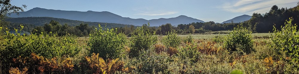 shrubs, field, tree line, mountain view