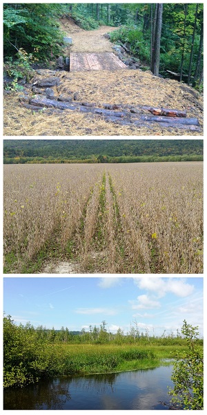 Three image collage of a timber bridge, cover crop field, and wetland