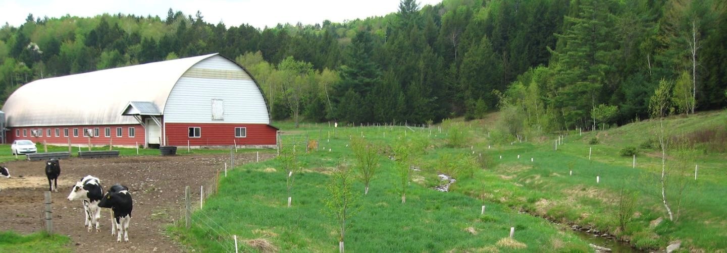 Vermont farm with red barn in the background and four cows on walkway.