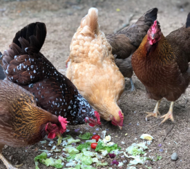 Chickens eating household food scraps