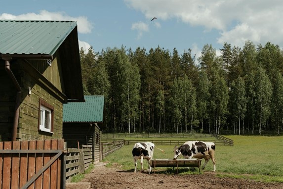 two cows grazing next to a barn by a forest