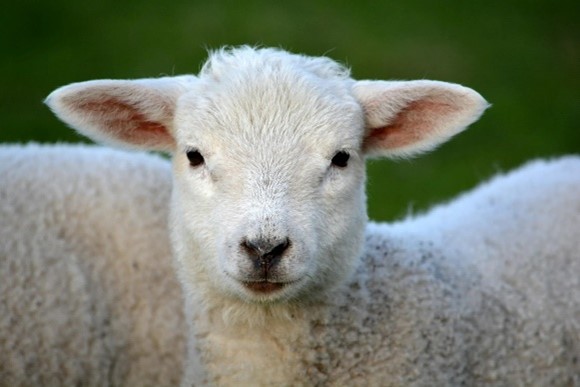 lamb