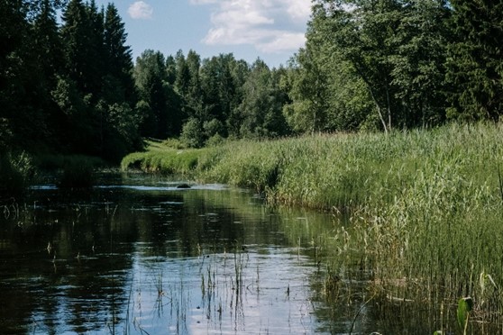 riparian buffer on the edge of a river bank