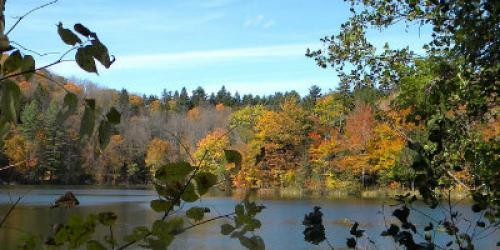 View of lake through tree branches