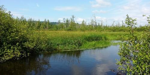 Wetland with river running through