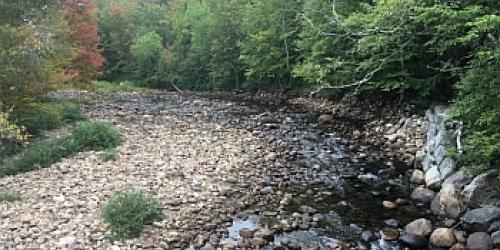 Image of a stream bed full of cobbles and bordered by trees and greenery.