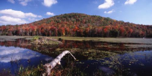 Beaver pond in autumn