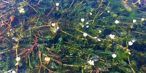 Aquatic plants below the surface of the water. 