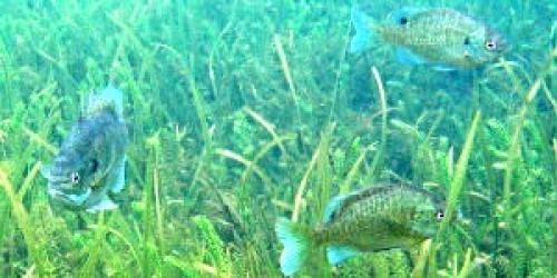 Three fish swimming underwater in aquatic vegetation. 