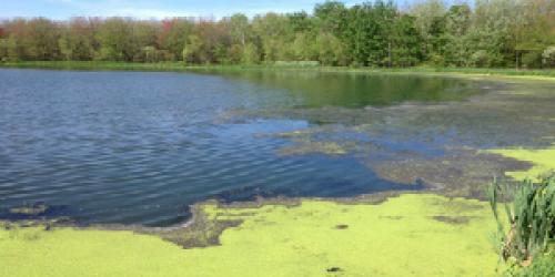 bright green duck weed edges the Swanton lagoon wastewater treatment plant