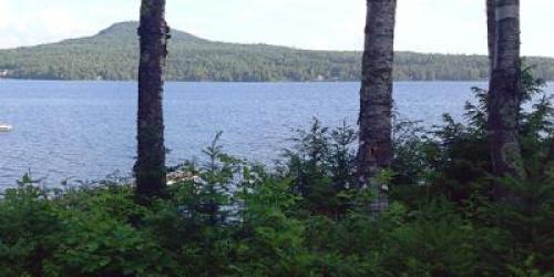 lake viewed from edge through several tree trunks