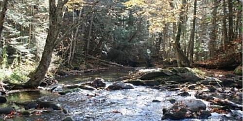 Picture of Bean Brook flowing through the forest