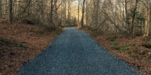 Gravel road surrounded by woods with leaves on the ground