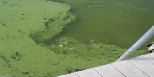 Image of cyanobacteria bloom in a lake